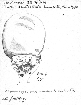 Vorschaubild Ocotea lenticellata Lundell